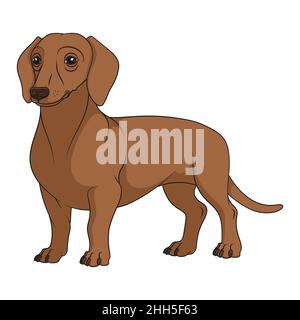 Illustrazione a colori con cane dachshund marrone, rosso. Oggetto vettore isolato su sfondo bianco. Illustrazione Vettoriale