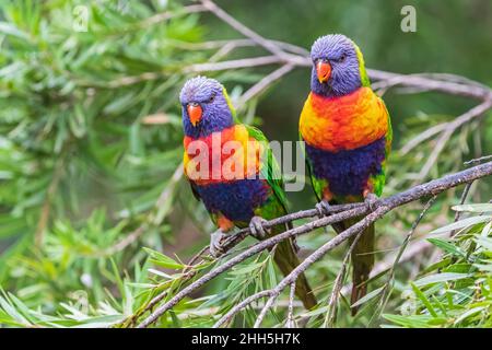 Due lorikeets arcobaleno (Trichoglossus moluccanus) che si aggirano sul ramo dell'albero Foto Stock