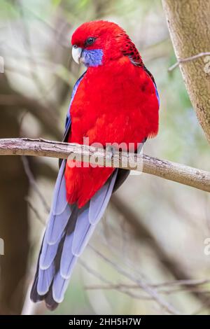 Crimson rosella (Platycercus elegans) che si aggirano su un ramo d'albero Foto Stock