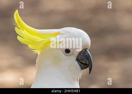 Ritratto di cockatoo solforato (Cacatua galerita) Foto Stock