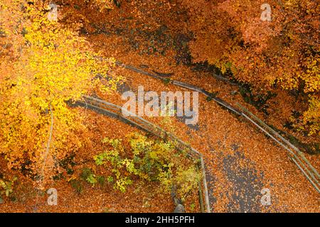 Sentiero escursionistico nel Parco Nazionale di Harz coperto in autunno caduto foglie Foto Stock