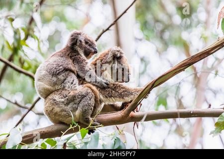 Koala adulto (Phascolarctos cinereus) seduto su ramo d'albero con animale giovane Foto Stock