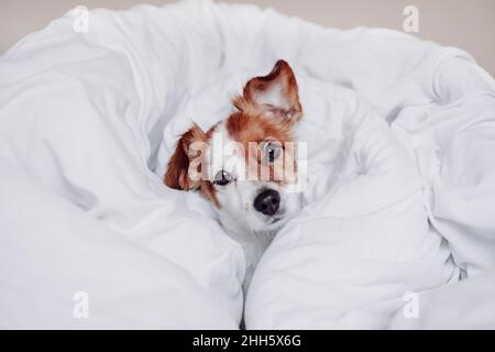 Jack Russell Terrier cane che riposa in coperta bianca Foto Stock