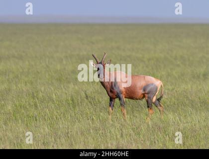 Tomi (Damaliscus korrigum) in piedi nelle praterie, Parco Nazionale Serengeti, Tanzania, Africa Foto Stock