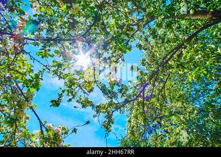 The bright blue sunny sky is seen through the lush blooming apple branches with white flowers and green leaves, Hryshko Botanical Garden, Kyiv, Ukrain Foto Stock