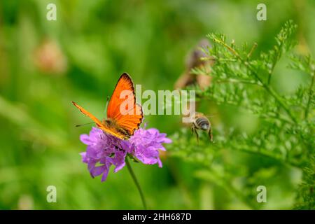 Scarsa farfalla di rame impollinazione su fiore viola al Parco Nazionale della Vanoise, Francia Foto Stock