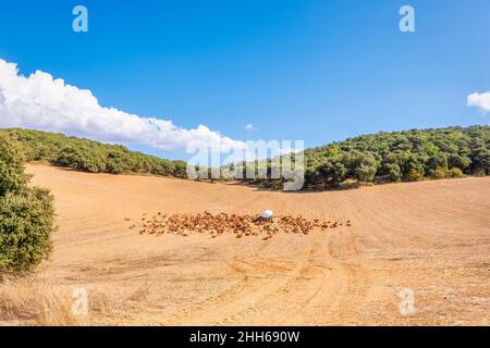 Mandria di capre al pascolo in prato in giornata di sole a Zafarraya, Andalusia, Spagna, Europa Foto Stock