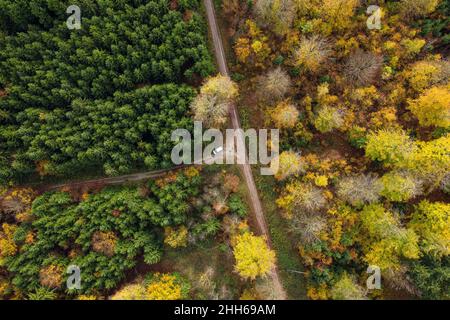 Veduta aerea dell'auto che guida lungo la strada sterrata che si estende attraverso la foresta autunnale Foto Stock