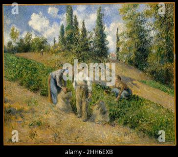 La vendemmia, Pontoise (la Récolte, Pontoise) 1881 Camille Pissarro Francese il tema della raccolta delle patate si ripresenta in un certo numero di media (matita, gouache, olio e stampe) in un periodo di trenta anni. L'artista sta prendendo in prestito un soggetto dal grande pittore Barbizon Camille Corot, mentre anticipa il più staccato, brushwork rotto di artisti successivi come Georges Seurat. Nel dipinto della Lehman Collection, il trattamento delle trebbiatrici a Pontoise da parte di Pissarro è strutturato con cura, pur rimanendo espressivo nel tono e nel pennello. La vendemmia, Pontoise (la Récolte, Pontoise) 45 Foto Stock