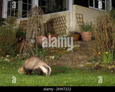 Tasso europeo (Meles meles) foraging su un giardino prato di notte, Wiltshire, Regno Unito, aprile. Proprietà rilasciata. Foto Stock