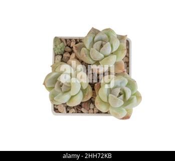 Tre fiori di coniglietto di neve di echeveria in vaso bianco su sfondo bianco banner con spazio copia, vista dall'alto Foto Stock