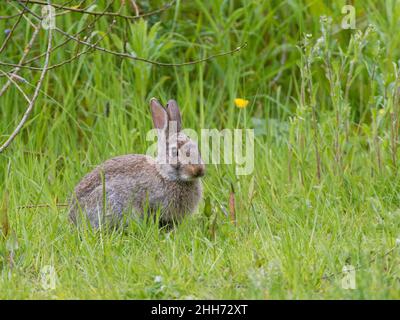 Coniglio europeo (Oryctolagus cuniculus) erba pascolo, Gloucestershire, Regno Unito, maggio. Foto Stock