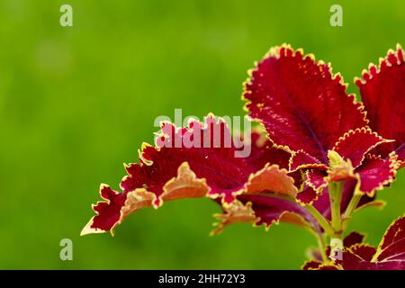 Amaranthus tricolore, noto come Amanthus commestibile, è una specie di pianta del genere Amaranthus, appartenente alla famiglia delle Amaranthaceae Foto Stock