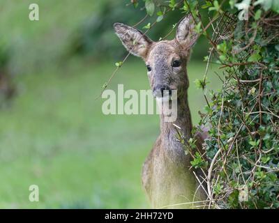 Capriolo (Capreolus capreolus) doe pascolo miele giapponese (Lonicera japonica) foglie in un giardino, Wiltshire, Regno Unito, febbraio. Foto Stock