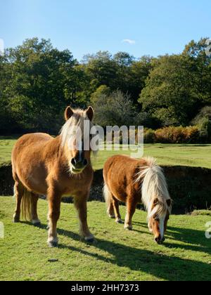 Pony di Shetland (Equus caballus) prateria madre e fallo accanto ad un torrente, Fritham, New Forest, Hampshire, Regno Unito, Ottobre. Foto Stock