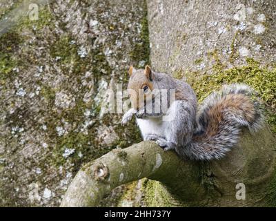 Scoiattolo grigio (Sciurus carolinensis) che si grooming sul ramo di un faggeto (Fagus sylvaticus), Wiltshire, UK, aprile. Foto Stock