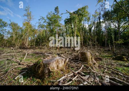 Le ceneri (Fraxinus excelsior) uccise dalla malattia della dieback delle ceneri (Hymenoscypus fraxineus) abbattute durante la gestione dei boschi, Lower Woods, Gloucestershire. Foto Stock