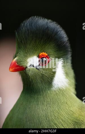 La Guinea Turaco o Green Lourie, uccello della foresta dell'Africa occidentale Foto Stock