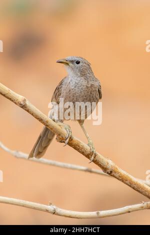 Babbler arabo (Argya squamiceps) primo piano negli Emirati Arabi Uniti. Foto Stock