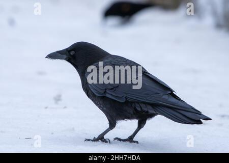 Corvo americano (Corvus brachyrhynchos) o corvo nordoccidentale in piedi nella neve in Canada. Foto Stock