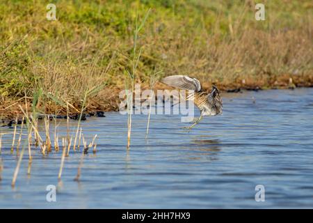 Cecchino comune (Gallinago gallinago) che vola nel bordo dell'acqua. Foto Stock