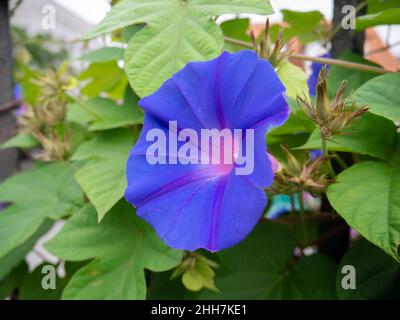 Gloria del mattino blu o koali awa o Ipomoea indica un closeup di fiori a forma di tromba blu brillante. Foto Stock