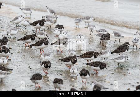 Fiocco misto del wader ma che mette a fuoco sui turnstones di foraging (Arenaria interpres) Foto Stock