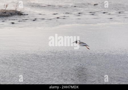 Battenti (Redshank Tringa totanus) Foto Stock