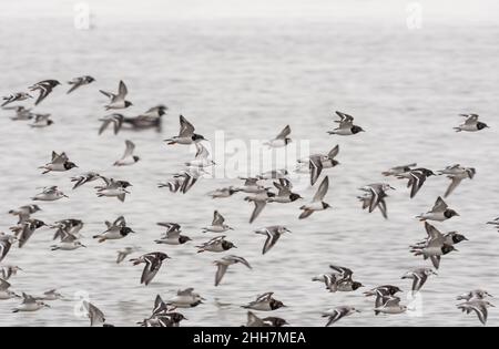 Gregge misto di pale battenti (Sanderling e torni) Foto Stock