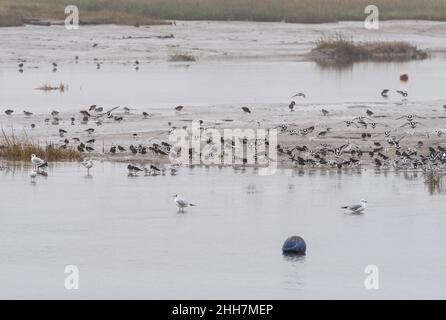 Gregge di riposo di pale miste, principalmente torridi (Arenaria interpres) Foto Stock