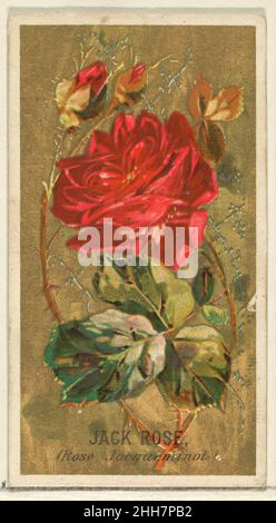 Jack Rose (Rose Jacqueminot), dalla serie Flowers per le sigarette Old Judge 1890 emessa da Goodwin & Company la serie 'Flowers' di carte commerciali (N164) è stata emessa da Goodwin & Company nel 1890 per promuovere le sigarette Old Judge. Il Metropolitan Museum of Art possiede tutte le 50 carte della serie. Jack Rose (Rose Jacqueminot), della serie Fiori per Old Judge sigarette 400598 Foto Stock