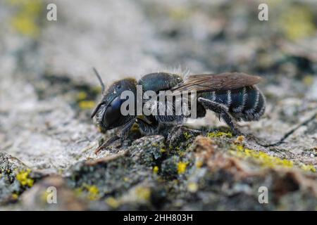 Coseup di un'ape muratore blu femmina scura, Osmia caerulescens seduta su un pezzo di legno nel sud della Francia Foto Stock