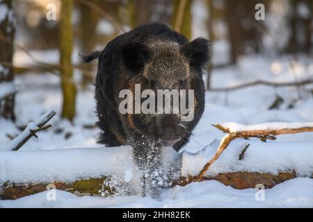 Maiale selvatico con neve. Cinghiale selvatico giovane, Sus scrofa, nella foresta d'inverno. Fauna selvatica scena dalla natura Foto Stock