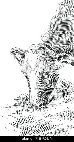 nutrire le mucche con fieno disegno a mano disegno schizzo incisione stile illustrazione Illustrazione Vettoriale
