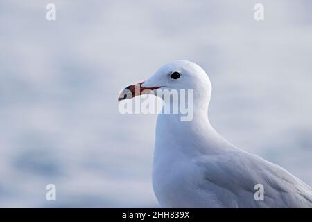 Un ritratto del gabbiano di Audouin (Ichthyaetus audouinii) arroccato. Foto Stock