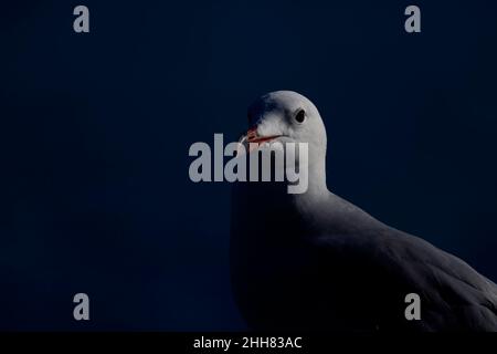 Un ritratto sottoesposto del gabbiano di Audouin (Ichthyaetus audouinii) arroccato. Foto Stock