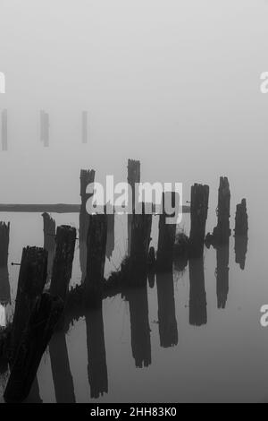 Pali di legno in nebbia lungo il lungomare di Steveston nella British Columbia Canada Foto Stock