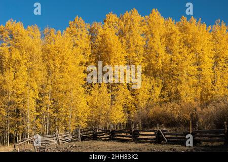 Luci del mattino presto su alberi di aspen, che si innalzano sopra un Corral in legno situato nella Uncompahgre National Forest, Colorado. Foto Stock