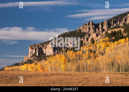 La spettacolare luce del tardo pomeriggio brilla sul boschetto di aspen, con le formazioni del Pinnacolo di High Mesa che torreggiano sopra. Foto Stock