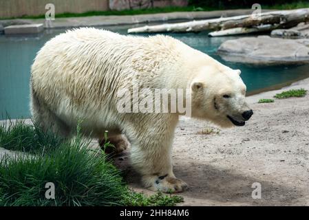 Orso polare allo zoo di Buffalo Foto Stock