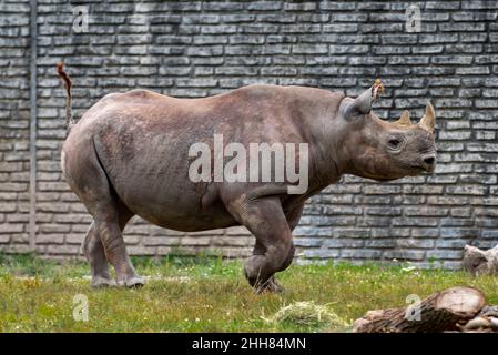 Rinoceronte allo Zoo di Buffalo Foto Stock