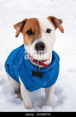 Bicolore Jack Russell Terrier si siede nella neve in un gilet blu e colletto rosso con un pendente a forma di osso nero, guardando alla macchina fotografica Foto Stock