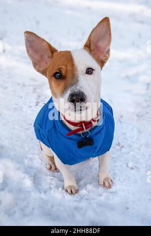 Bicolore Jack Russell Terrier seduto sulla neve fuori in un gilet blu e colletto rosso con un pendente a forma di osso nero, guarda alla camma Foto Stock