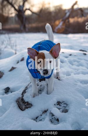 Bicolore Jack Russell Terrier in piedi su un muro di mattoni sulla neve del parco in un gilet blu e colletto rosso con un pendente a forma di osso nero, Foto Stock