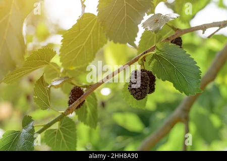 Gelso maturo sul ramo dell'albero di morus, primo piano con fuoco selettivo Foto Stock