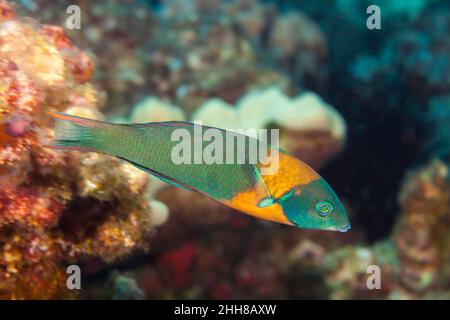 La sella wrasse, Thalassoma duperrey è endemica e la più comune di questa famiglia nelle Hawaii. Foto Stock