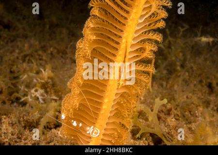 Il goby della frusta di Loki, Bryaninops loki, condivide questo seapen, Pteroeides sp. Con un gambero commensale, Ancylomenes magnificus, Filippine. Foto Stock