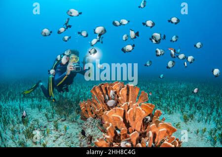 Un fotografo (MR) linee fino a un gruppo di Hawaiian domino castagnole, Dascyllus albisella, endemica alle Hawaii, aka Hawaiian whitespot castagnole, quelli Foto Stock