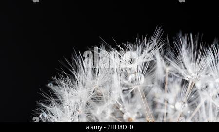 dente di leone su sfondo nero. Bella rugiada gocce su dente di leone seme macro. Bellissimo sfondo morbido. Gocce d'acqua sul dente di paracadute. Spazio di copia Foto Stock