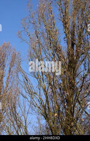 Quercus robur fastigiata albero in inverno Foto Stock